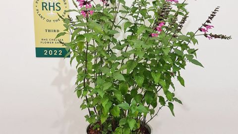 Salvia Pink Amistad