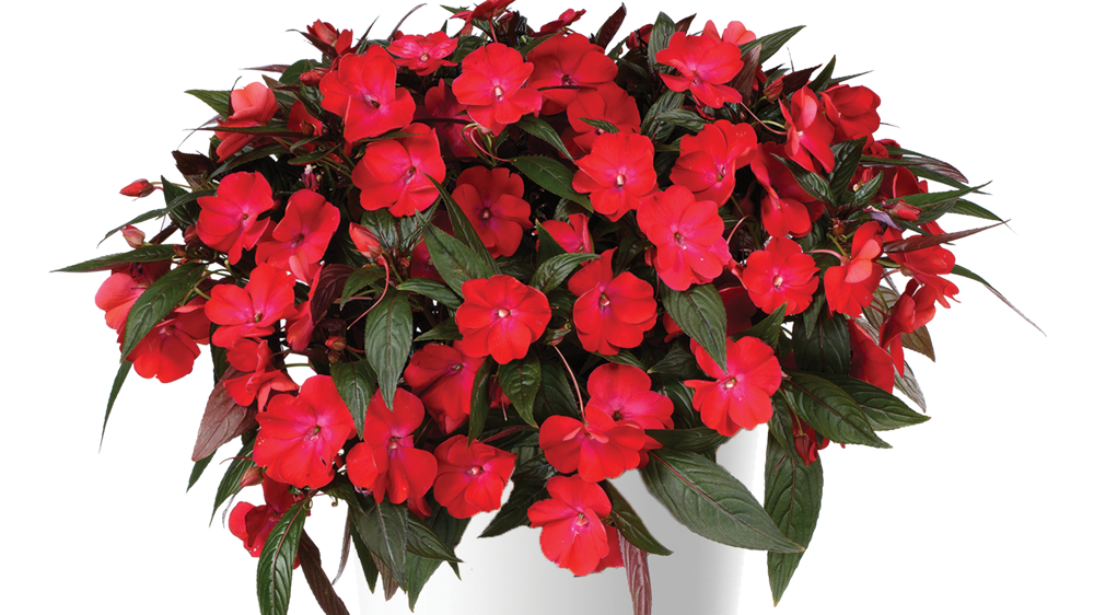Impatiens New Guinea HARMONY COLORFALL TM Dark Leaf Red Impatiens New Guinea HARMONY COLORFALL TM Dark Leaf Red