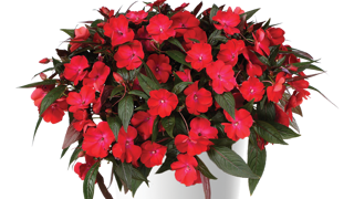 Impatiens New Guinea HARMONY COLORFALL TM Dark Leaf Red
