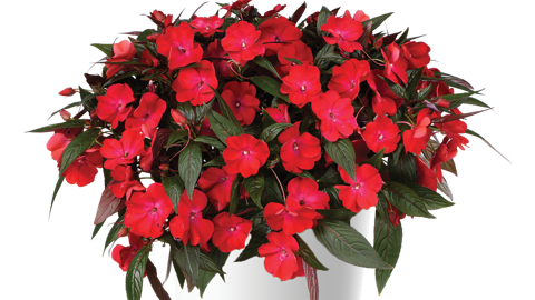 Impatiens New Guinea HARMONY COLORFALL TM Dark Leaf Red