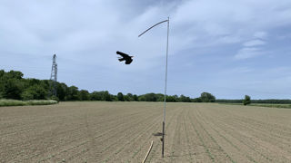Les impacts économiques des dégâts d'oiseaux sur le tournesol et le maïs ont été chiffrés à plusieurs dizaines de millions d'euros par Terres Inovia et Arvalis. Les impacts économiques des dégâts d'oiseaux sur le tournesol et le maïs ont été chiffrés à plusieurs dizaines de millions d'euros par Terres Inovia et Arvalis.