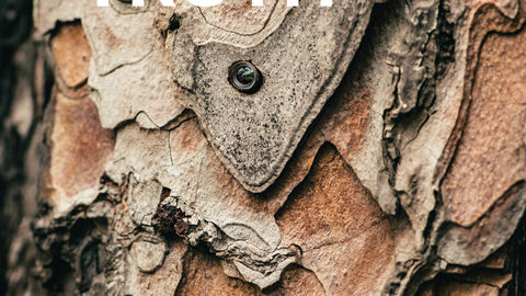Le titre Truth (transparence, authenticité) et le détail d’écorce sur la couverture renvoient au pouvoir croissant du végétal et de la nature en général auprès des consommateurs.