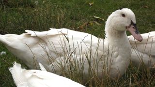 La chambre d'agriculture du Lot-et-Garonne s'est prononcée à l'unanimité contre les mesures préconisées par l'État pour endiguer l'épizootie de grippe aviaire. La chambre d'agriculture du Lot-et-Garonne s'est prononcée à l'unanimité contre les mesures préconisées par l'État pour endiguer l'épizootie de grippe aviaire.