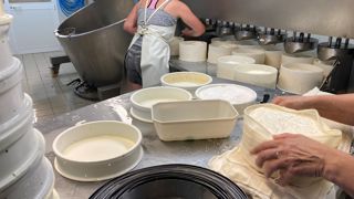 L’AOP Saint-Nectaire est la 4ème AOP fromagère française avec 14 500 t annuelles, dont plus de 8 000 t de production fermière. L’AOP Saint-Nectaire est la 4ème AOP fromagère française avec 14 500 t annuelles, dont plus de 8 000 t de production fermière.