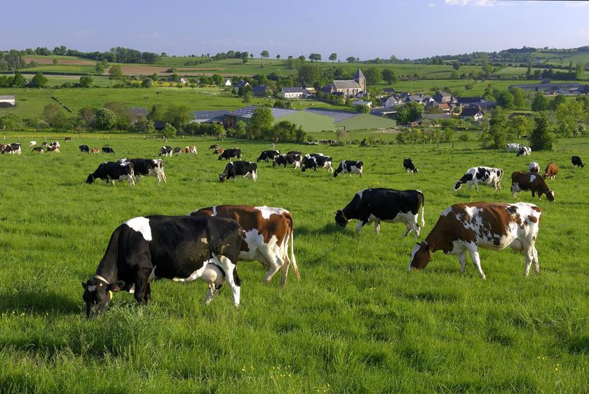 Depuis cinq ans, le prix du lait est insuffisant pour couvrir les coûts de production des exploitations laitières européennes, selon l’enquête pluriannuelle publiée par l’EMB. © Stéphane Leitenberger