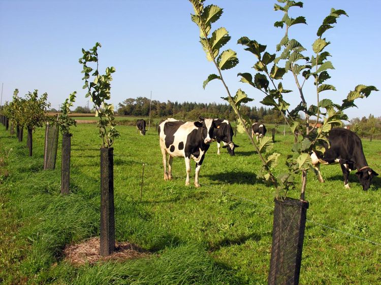 Les prairies conduites en agroforesterie peuvent répondre aux besoins nutritifs d’animaux à fort potentiel comme les vaches laitières, y compris en été. Photo : Sandra Nowak, Inra