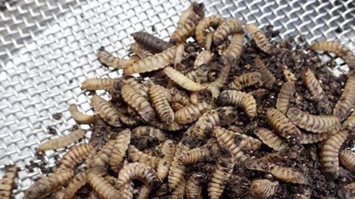 Le Gouessant travaille depuis plusieurs mois sur la zootechnie des mouches soldats noires et les futurs modèles de production impliquant des adhérents entomoculteurs. © LE GOUESSANT