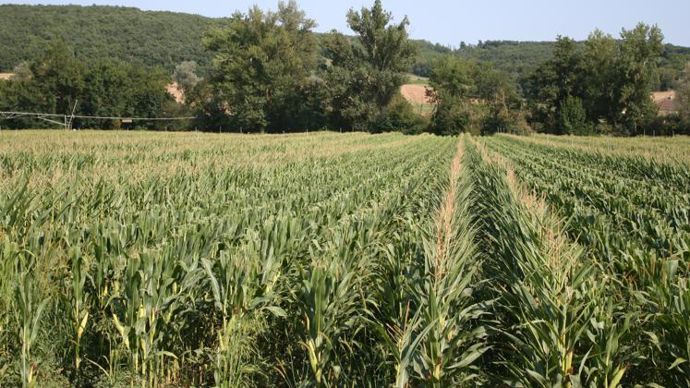 Les agriculteurs multiplicateurs de semences pourraient renoncer à produire des semences au profit de cultures de consommation, si leur production n’est pas rémunérée à sa juste valeur. © B. CAILLIEZ