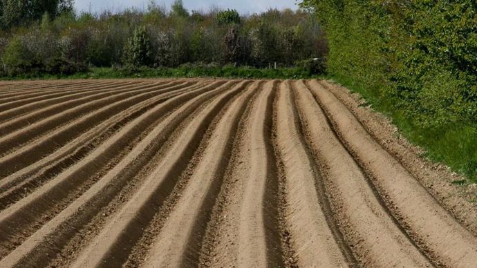 Corteva va s’appuyer sur son vaste réseau de distribution pour développer l’Utrisha Rhizo sur un ensemble de cultures, et particulièrement les légumes et la pomme de terre. © A. DUFUMIER