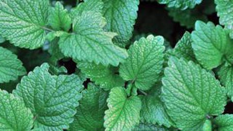 Lors d’essais menés dans la ferme expérimentale de Nutricia, la mélisse a confirmé son action antioxydante. Thierry Le Quay/Biosphoto