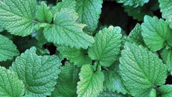 Lors d’essais menés dans la ferme expérimentale de Nutricia, la mélisse a confirmé son action antioxydante. Thierry Le Quay/Biosphoto