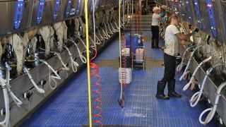 La Basse-Saxe, deuxième région laitière allemande (4,7 mdsl par an) estime à 0,02 €/l les surcoûts pour, notamment, porter les capacités de stockage de six à sept mois, étanchéifier les silos et en récupérer les jus. Une ardoise de 94 M€ à l’échelle du Land.Cédric FAIMALI La Basse-Saxe, deuxième région laitière allemande (4,7 mdsl par an) estime à 0,02 €/l les surcoûts pour, notamment, porter les capacités de stockage de six à sept mois, étanchéifier les silos et en récupérer les jus. Une ardoise de 94 M€ à l’échelle du Land.Cédric FAIMALI