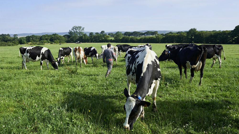 Les producteurs de lait bio sont touchés par "la disparition de l'aide au maintien programmée en 2023" dans la réforme de la Pac.