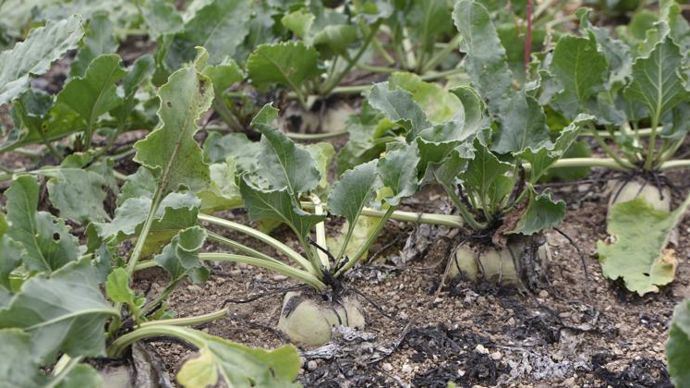 Ce service d’alerte SMS permettra la meilleure surveillance des parcelles par les agriculteurs et donc une optimisation des traitements avec, notamment, un meilleur positionnement.© C. FAIMALI