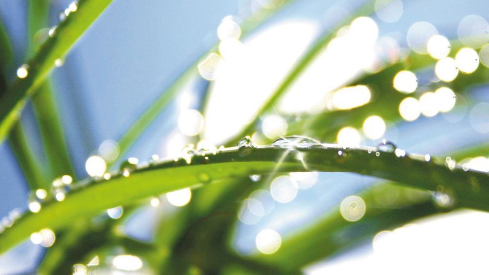 La haute capacité de rétention de l’adjuvant A2 sécurise l’efficacité des herbicides de post-levée, quand on traite à haute vitesse d’avancement ou à bas volume.