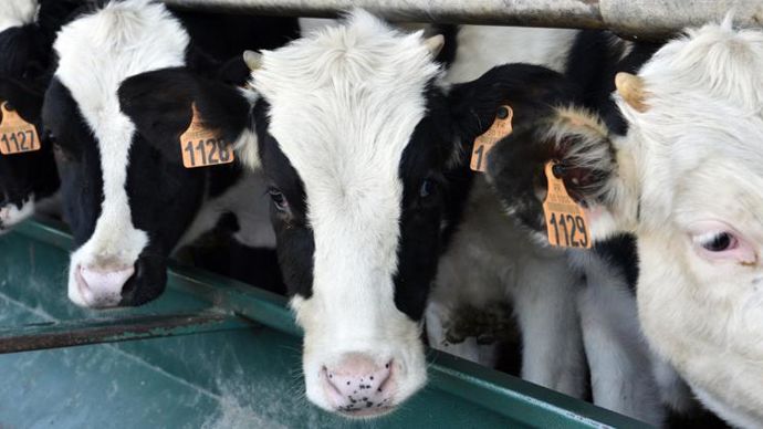 L’élevage français consomme environ 3 millions de tonnes d’équivalent graines de soja importées. © C. FAIMALI
