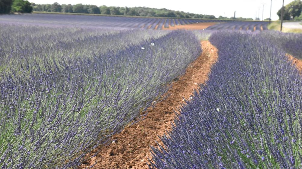 Située en pleine Beauce, la distillerie de la Scael devrait produire des huiles essentielles en 2022 à partir de lavandin, plante méditerranéenne, peu gourmande en intrants et qui apprécie la sécheresse.