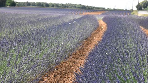 Située en pleine Beauce, la distillerie de la Scael devrait produire des huiles essentielles en 2022 à partir de lavandin, plante méditerranéenne, peu gourmande en intrants et qui apprécie la sécheresse.