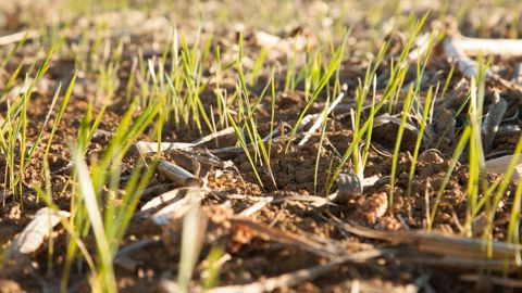 Les diagnostics carbone sont financés à 90 % par le plan France Relance, le Bon diagnostic carbone disposant d’un budget de 10 M€. S. CHAMPION
