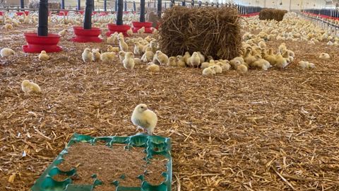 Avec la sortie du Royaume-Uni de l’Union européenne, l’alimentation pour les volailles a perdu sa place de première production au profit des aliments pour porcs. © Y. BOLOH
