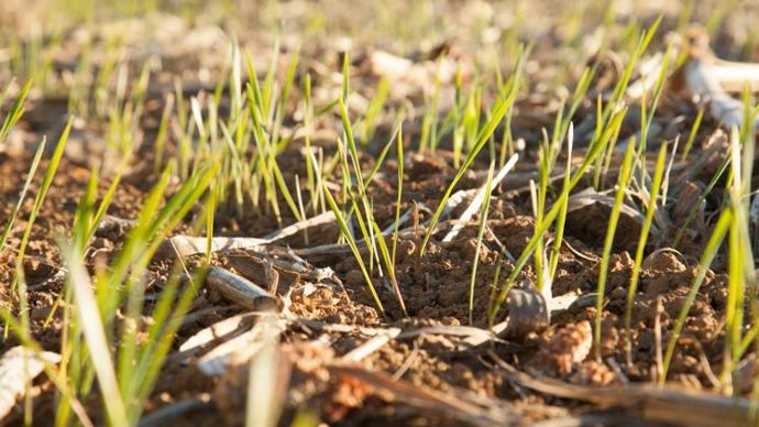 La société Rize apporte un service intégré permettant le suivi des émissions de GES et la séquestration du carbone tout au long du projet, la certification ainsi que la collecte des financements grâce à la vente de crédits carbone à des acteurs privés ou publics. © S. CHAMPION