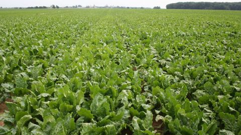 D’après Soiltech, l’application d’Optima Sugar + rend le feuillage des betteraves plus vert. © B. CAILLIEZ