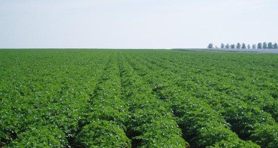 Plantations perturbées par la pluie et parfois très tardives, levées hétérogènes, météo difficile, pression mildiou forte… Les conditions, depuis le début des plantations 2012, n’ont pas toujours épargné les producteurs.