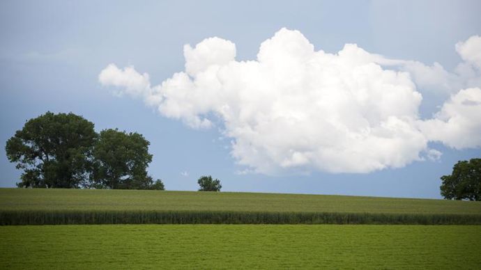 Culture de lentilles et de blé dur en plaine de Limagne. © J. CHABANNE