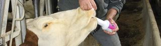 Danger mortel. Lors de l’administration du calcium par voie orale, une petite partie du produit n’a pas été avalée mais s’est orientée vers les voies respiratoires, en descendant par la trachée et les bronches pour se retrouver au niveau des lobes antérieurs du poumon. Danger mortel. Lors de l’administration du calcium par voie orale, une petite partie du produit n’a pas été avalée mais s’est orientée vers les voies respiratoires, en descendant par la trachée et les bronches pour se retrouver au niveau des lobes antérieurs du poumon.