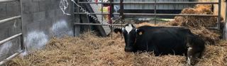 t Le lecteur Optium Xceed indique en dix secondes si la vache est en acétonémie et a besoin ou non de propylène glycol. t Le lecteur Optium Xceed indique en dix secondes si la vache est en acétonémie et a besoin ou non de propylène glycol.