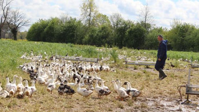 Trente éleveurs du Sud-Ouest vont produire 4 200 canards gras label rouge par semaine, pour Maison Montfort, filiale du groupe Euralis. © EURALIS