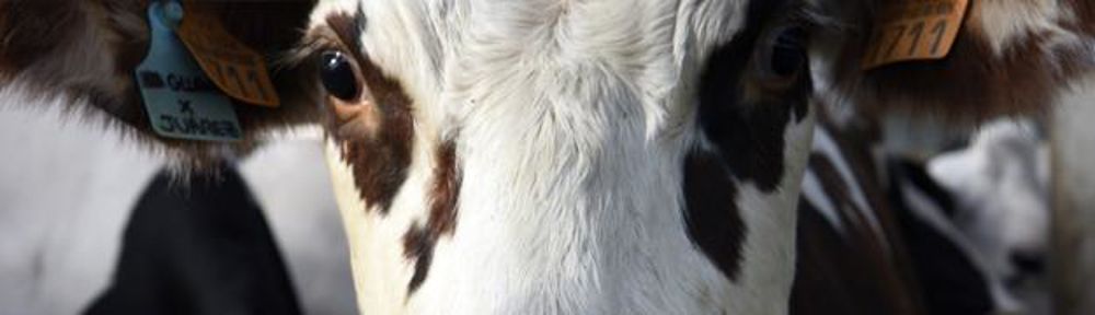 Rejets entériques. Selon les connaissances actuelles, une vache émet en moyenne 400 grammes de méthane par jour.Cédric FAIMALI Rejets entériques. Selon les connaissances actuelles, une vache émet en moyenne 400 grammes de méthane par jour.Cédric FAIMALI