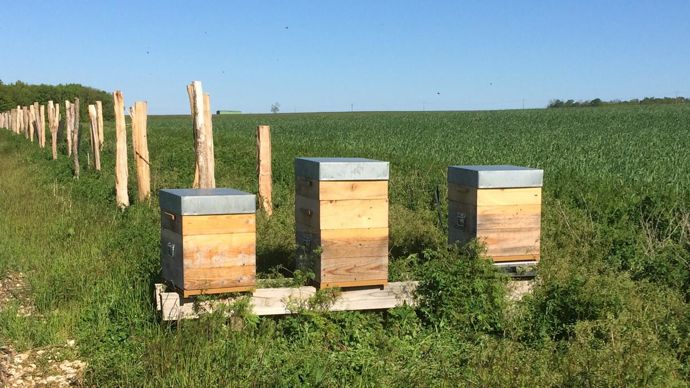 Vivescia a installé deux ruchers équipés d’une balance électronique connectée pour enregistrer le poids des ruches et ainsi suivre l’activité des butineuses pendant la saison apicole.