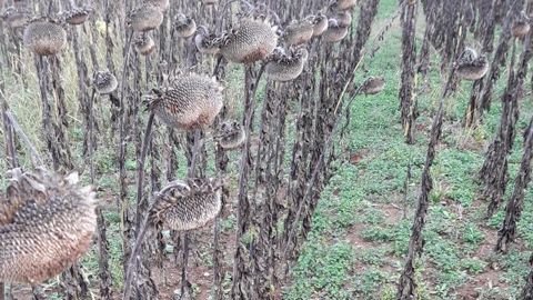 Après la récolte de tournesol ce 13 octobre, cette parcelle va accueillir d’ici deux semaines un blé tendre semé en direct en conservant le trèfle blanc nain comme couverture permanente. © Q. NOURRISSON