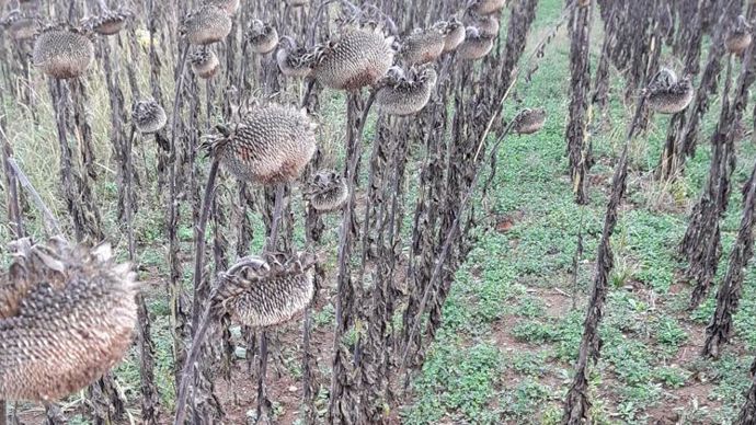 Après la récolte de tournesol ce 13 octobre, cette parcelle va accueillir d’ici deux semaines un blé tendre semé en direct en conservant le trèfle blanc nain comme couverture permanente. © Q. NOURRISSON