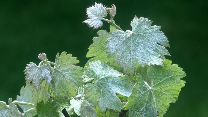 Utilisé pour bloquer l’oïdium, le biocontrôle Sonata permet d’économiser deux passages de fongicides conventionnels s’il est appliqué en préventif et en fin de cycle. © C. WATIER