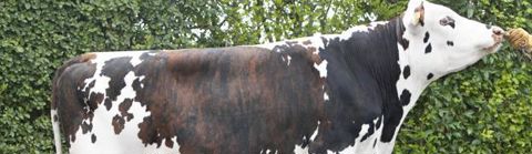 Variabilité génétique.  Le coefficient de parenté femelle de 5,3  % de Gaiac,fils de Virbak sur Redondo, le place dans les plus variables. Améliorant la facilité de naissance, il est approprié sur les génisses. Origen Normande le conseille sur les filles de Pirate, Picard, Panzani, Oso GH, Oroi, Opalin ou encore Olamagi. Restelli Domenico