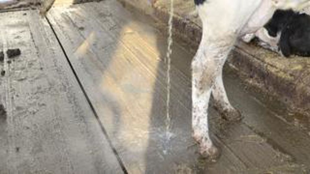 DSystème CRD. Les pentes transversales qui conduisent à la canalisation, coulée dans le béton (voir petite photo) assurent une évacuation rapide des liquides par une rainure centrale,  ce qui est bénéfique à la santé des pieds.dominique Grémy