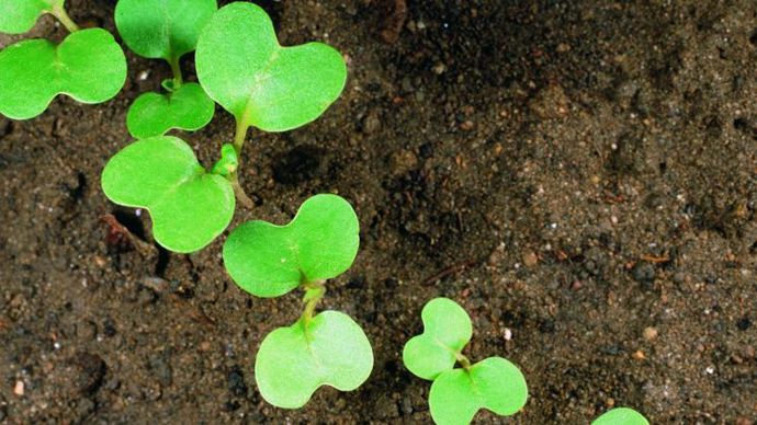 Anitop peut être utilisé en prélevée et/ou en postlevée précoce du colza.