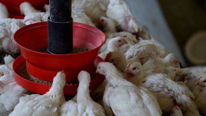 Le premier secteur en volume, la volaille, a réagi très vite aux mesures de restriction liées au Covid-19, avec dans certains pays de l’UE une baisse jusqu’à  moins 10 % de la demande en aliments pour animaux. © SOLENN DELHAYE-BOLOH