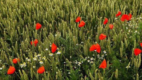 Impetus associe deux susbstances actives complémentaires pour lutter contre les dicotylédones : le diflufénicanil (400 g/kg) et le florasulame (20 g/kg). © WATIER VISUEL