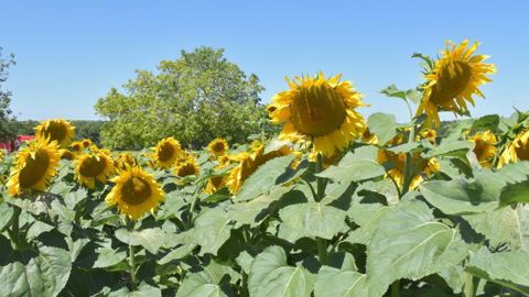 Une prime jusqu’à 30 € la tonne peut être octroyée pour du tournesol bas carbone. © A. RICHARD