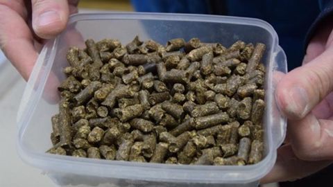 Le sainfoin déshydraté se présente en granulés qui seront mélangés aux mash de Soufflet Nutrition à Nogent-sur-Seine (Aube). © Y. BOLOH