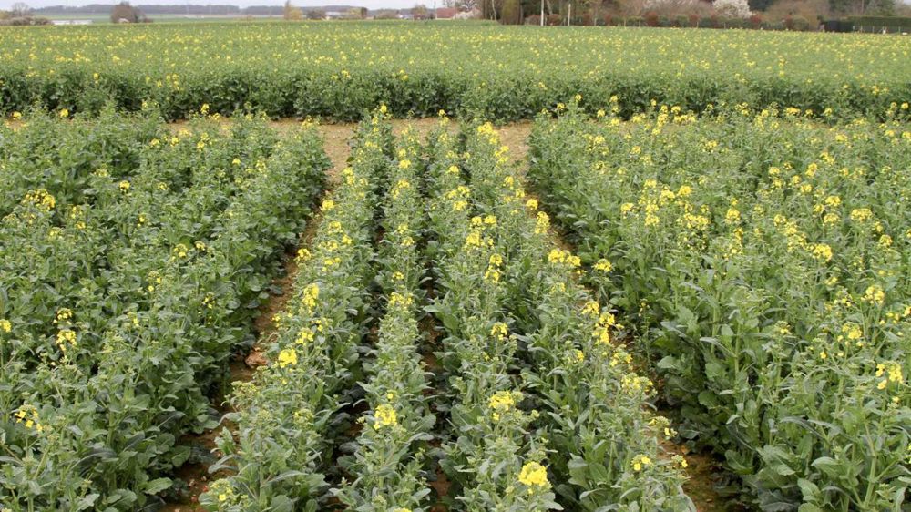 Colza avec plantes compagnes, variétés précoces pour piéger les méligèthes, utilisation d’activateurs de sols, apports d’engrais organiques… Pour le négoce Dumesnil, toutes ces pratiques sont valorisables dans le cadre de la filière colza bas GES. © A. DUFUMIER