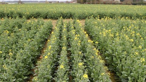 Colza avec plantes compagnes, variétés précoces pour piéger les méligèthes, utilisation d’activateurs de sols, apports d’engrais organiques… Pour le négoce Dumesnil, toutes ces pratiques sont valorisables dans le cadre de la filière colza bas GES. © A. DUFUMIER