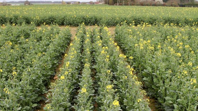 Colza avec plantes compagnes, variétés précoces pour piéger les méligèthes, utilisation d’activateurs de sols, apports d’engrais organiques… Pour le négoce Dumesnil, toutes ces pratiques sont valorisables dans le cadre de la filière colza bas GES. © A. DUFUMIER