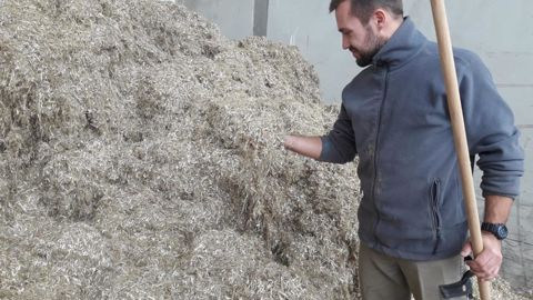 Pour le chanvre, Noriap va explorer les débouchés à la fois des graines et de la paille.© NORIAP