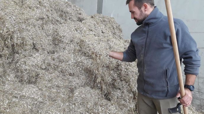 Pour le chanvre, Noriap va explorer les débouchés à la fois des graines et de la paille.© NORIAP