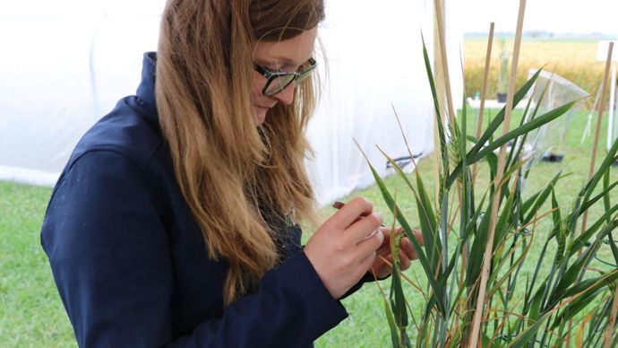 La sélection variétale a représenté en 2019 23 % des CEPP (certificats d’économie de produits phytosanitaires) obtenus. © B. CAILLIEZ