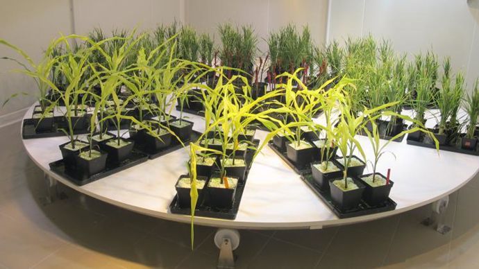 Pour l’Unifa, « l’utilisation des biostimulants, telle qu’actuellement pratiquée dans l’agriculture française, est porteuse de solutions pour l’efficience de l’absorption des nutriments ». © R. FOURREAUX